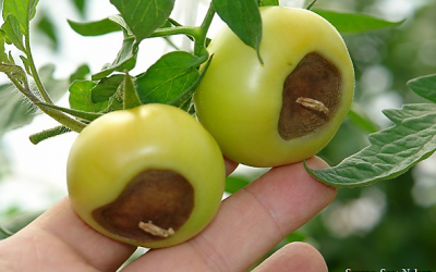 Tomato Diseases to Treat